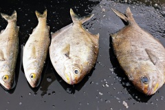 Four fish caught at Coffin Bay