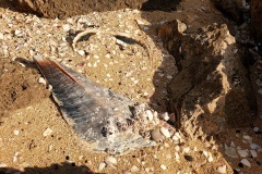 Coffin Bay razor fish shell on the beach