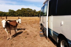 Two donkeys inspecting Fork the bus