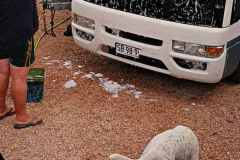 Finchy washing Fork the Bus at Coffin Bay