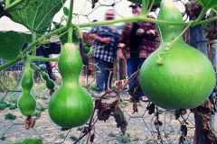 Gourd picking