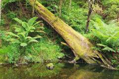 Great Ocean Road stream and foliage