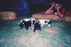 Finchy watching the puppies eating their first solid food from bed in Alice Springs