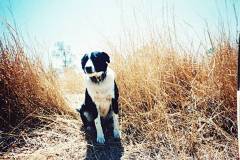 Cactus in the Pilbara in 1988 travelling East