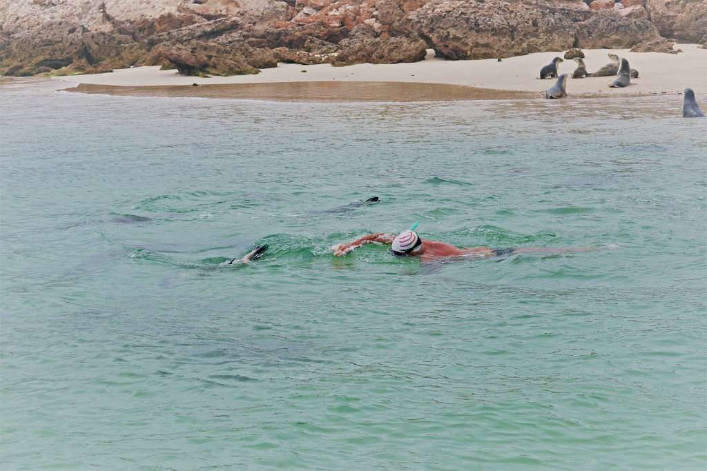 Allan heading off for a swim and the sea lions following him