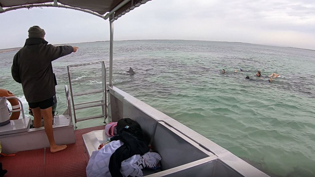 Allan pointing out the dolphins and sea lions aboard the boat at Baird Bay