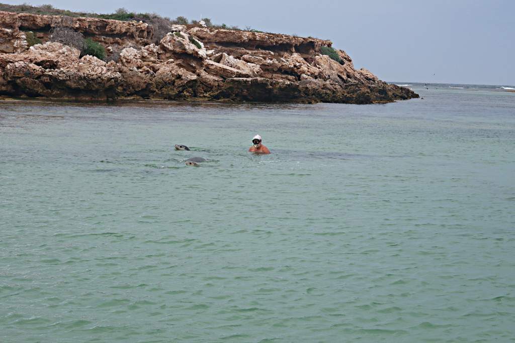 Allan swimming and the sea lions following