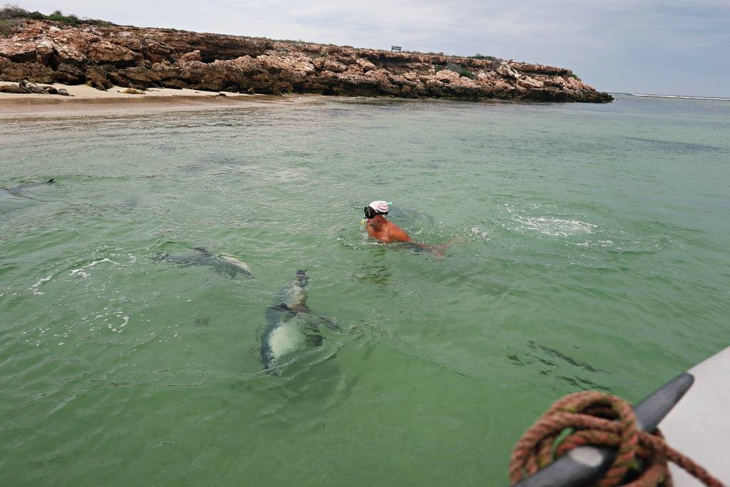 Allan swimming with some underwater friends at Baird Bay