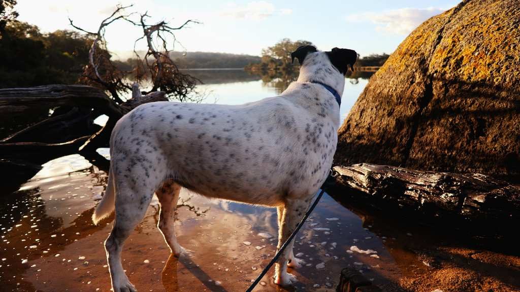 Bella dog waiting for Finchy kayaking on the Kalgan River WA