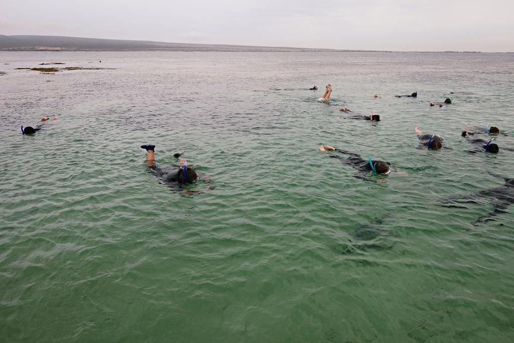 Finchy snorkelling with sea lions at Baird Bay