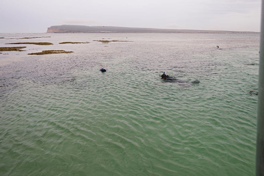 Finchy swimming with sea lions at Baird Bay