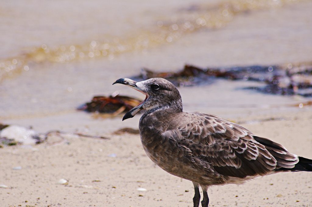 Juvenile Pacific Gull at Baird Bay