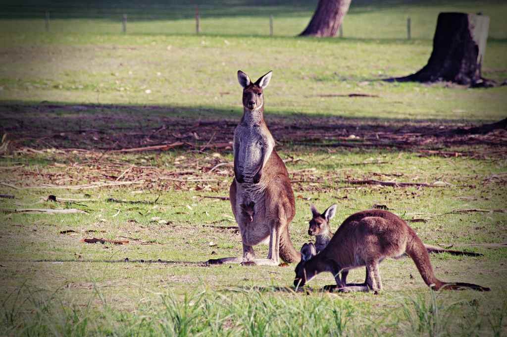 Kangaroos on the Kalgan River Caravan Park Golf Course