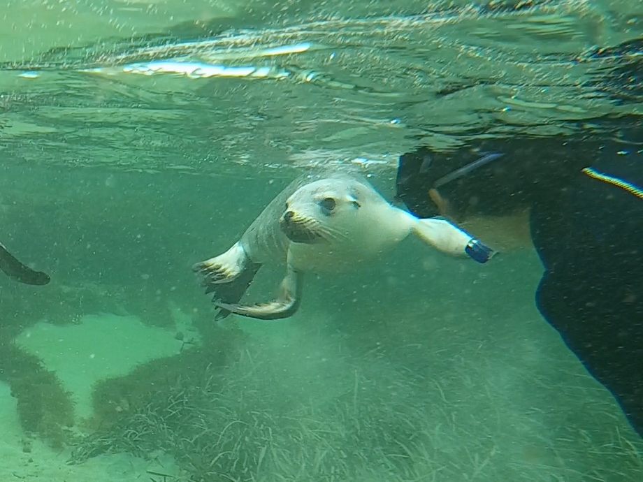 Sea lion faces underwater at Baird Bay