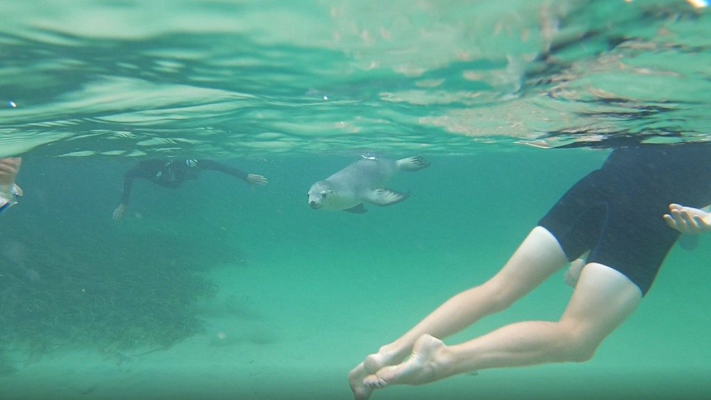 Sea lions and snorkelers at Baird Bay SA