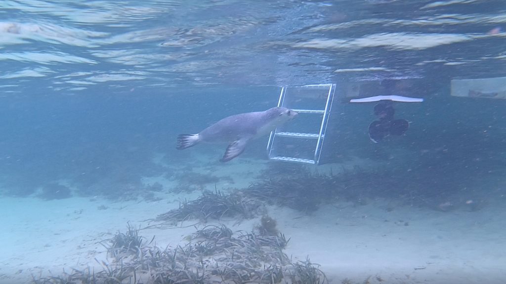 Sea lions swimming under the Ocean Eco Experience boat at Baird Bay