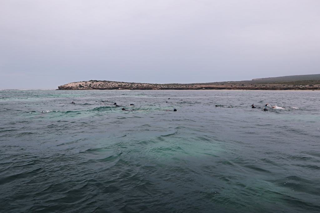 Swimming with the dolphins in open ocean at Baird Bay