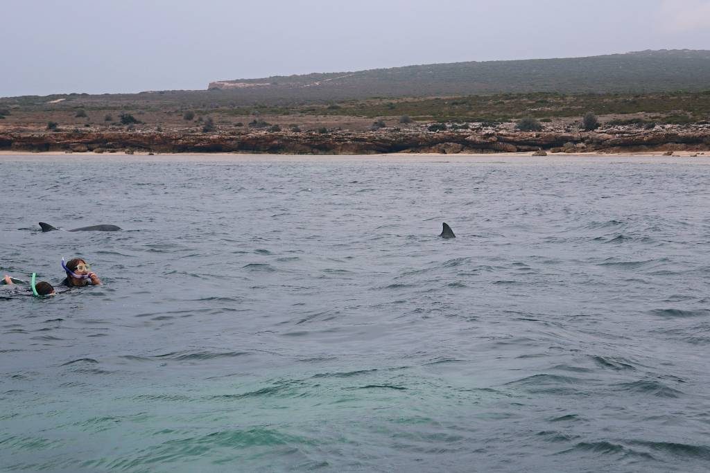 Swimming with the dolphins in the wild at Baird Bay