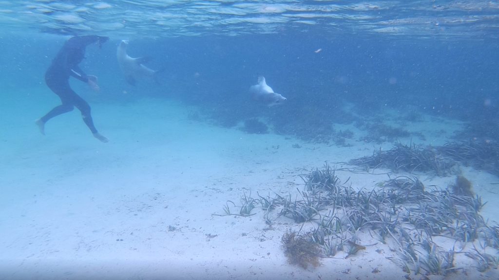 Swimming with the sea lions under water at Baird Bay