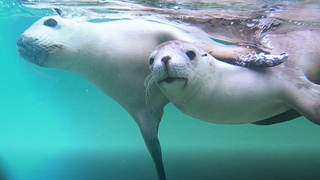 Two sea lions in the wild at Baird Bay SA