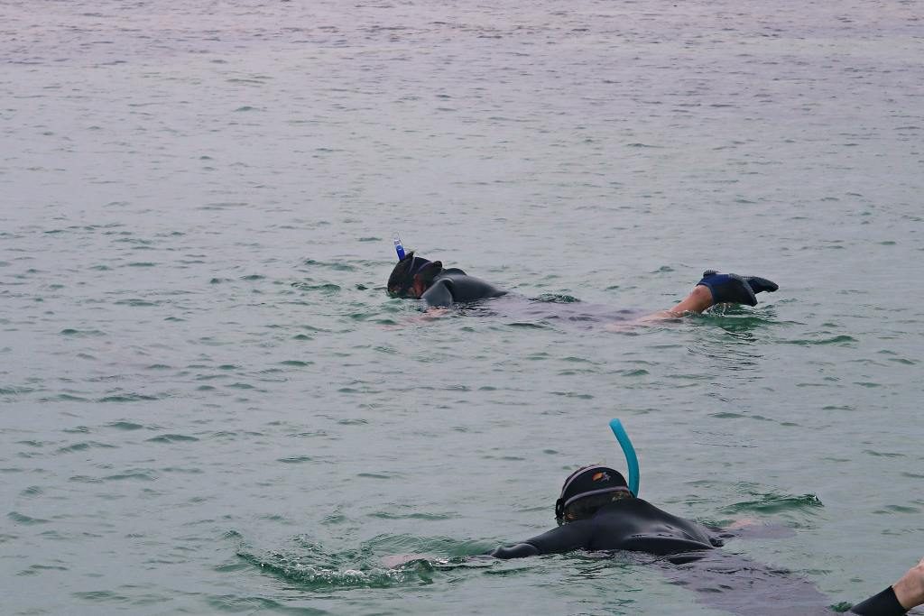 Finchy watching sea lions underwater at Baird Bay