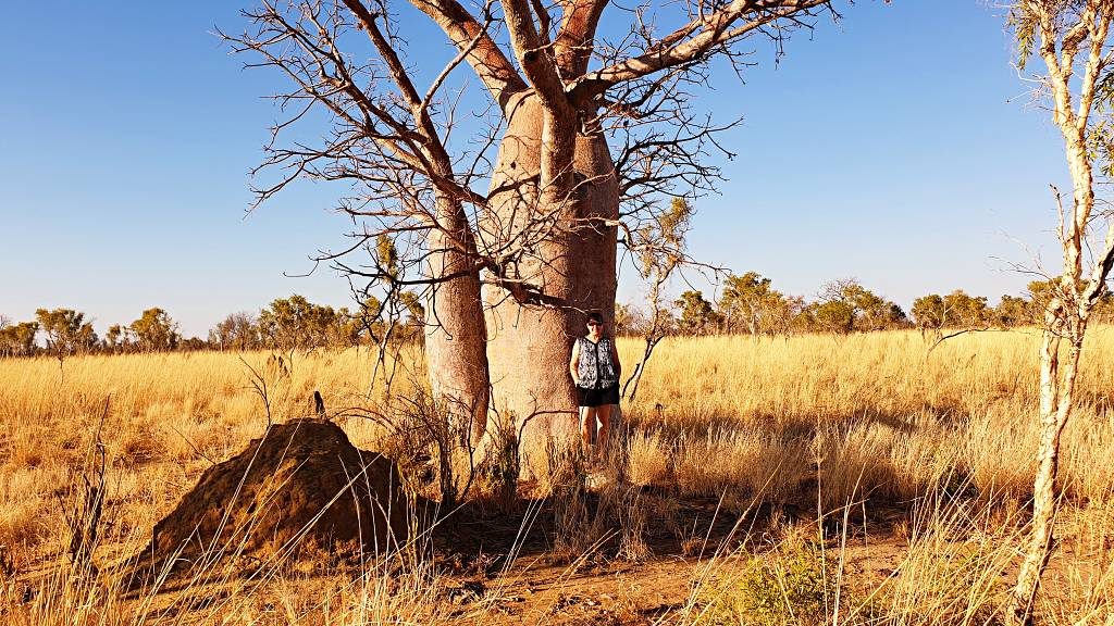 Looking for the same Boab tree from 30 years ago