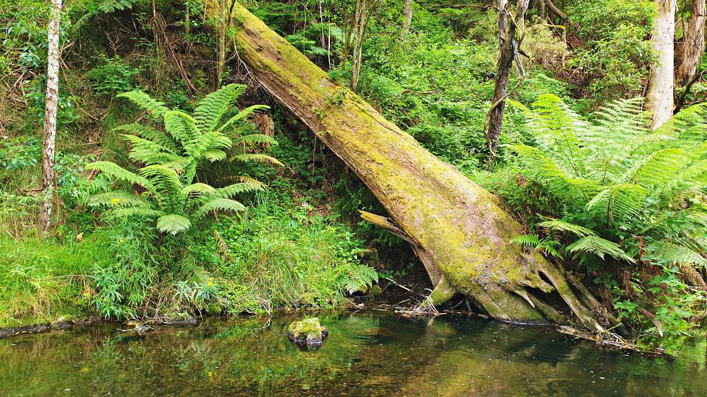 Great Ocean Road stream and foliage