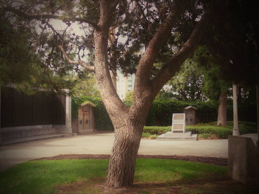 South Australian National War Memorial Lone Pine Tree