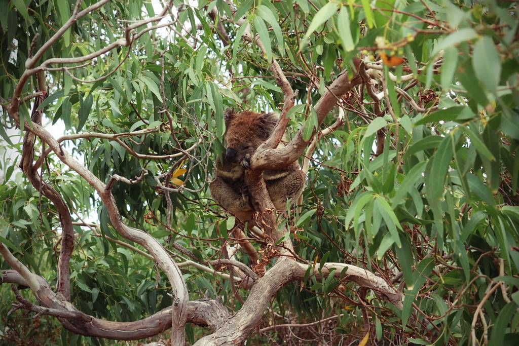 Mikkira Koala Sanctuary Port Lincoln