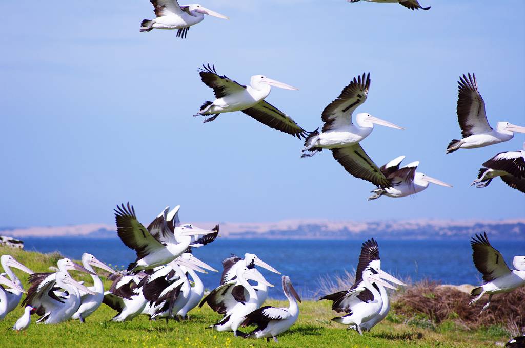 Pelicans on The Coorong