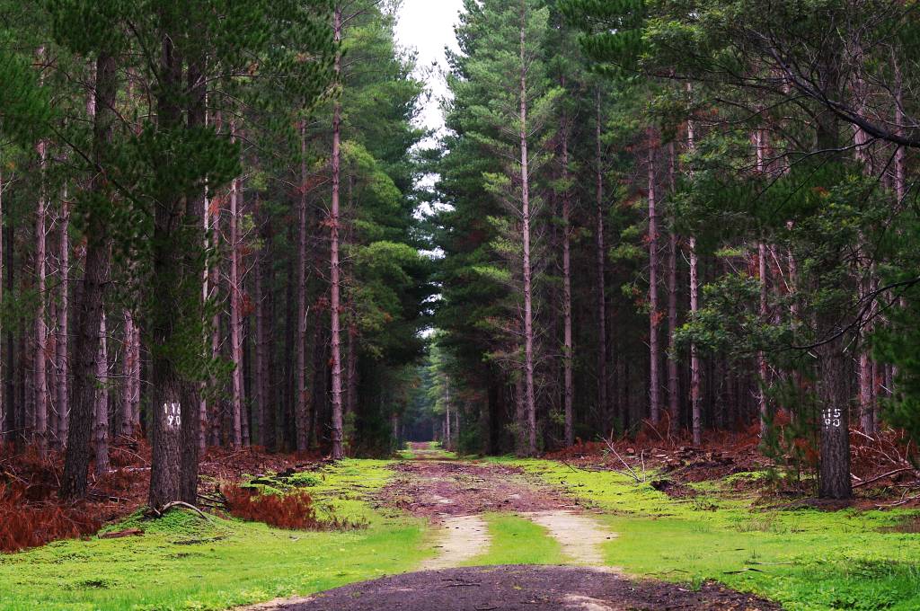 Pine forest at Mt Burr