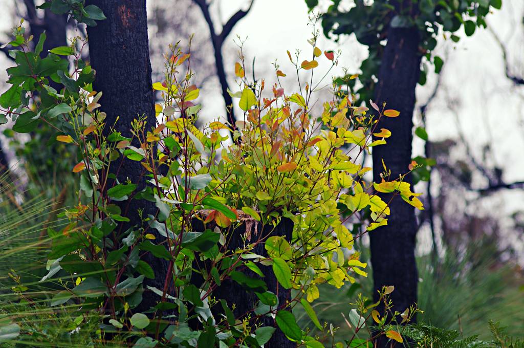 Regrowth after a bushfire at Glencoe