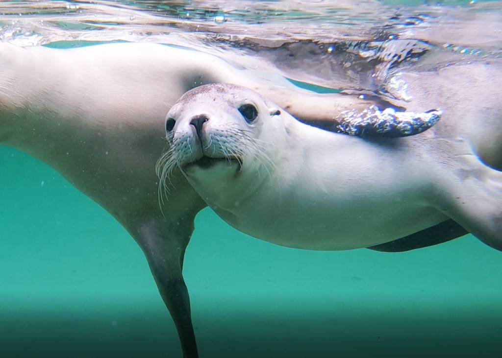 Sea lion pup at Baird Bay