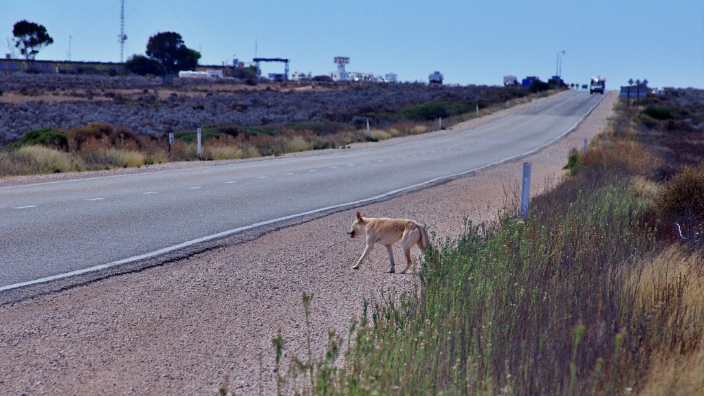 5 Dingoes Den Nullarbor. A dingo near the roadhouse