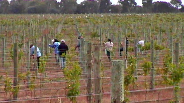 Finchy & the vineyard pruning team