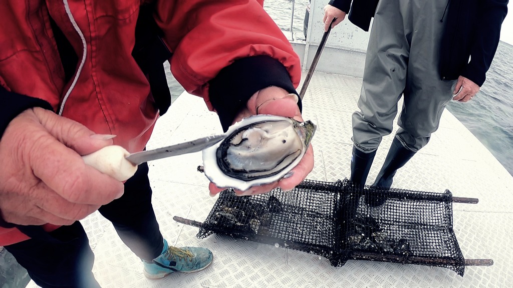 Fresh oysters straight from the sea