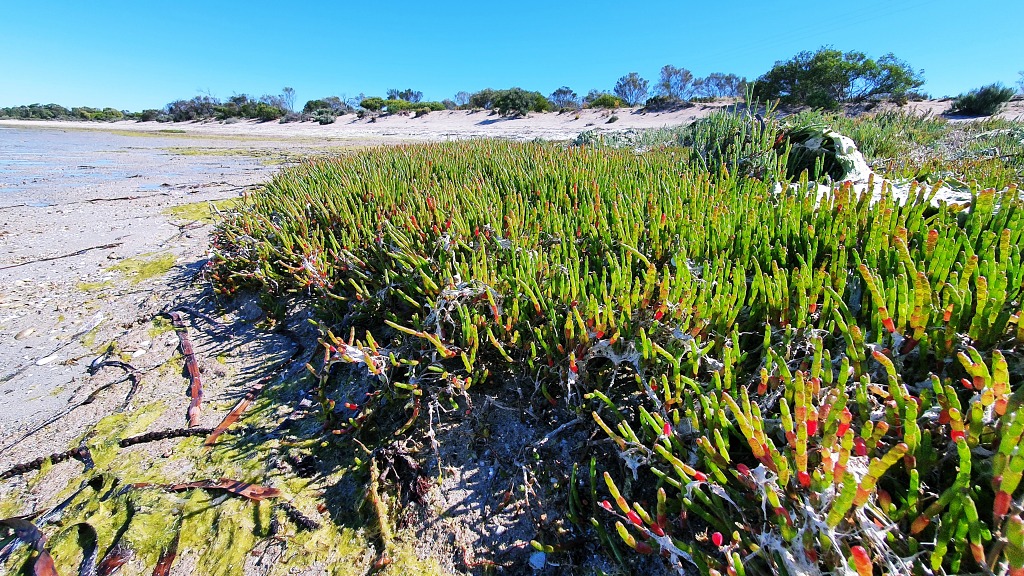 Low tide at Streaky Bay