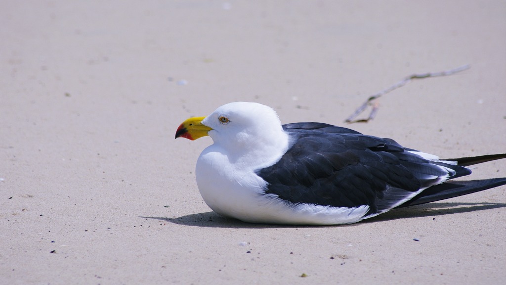 Pacific Gull