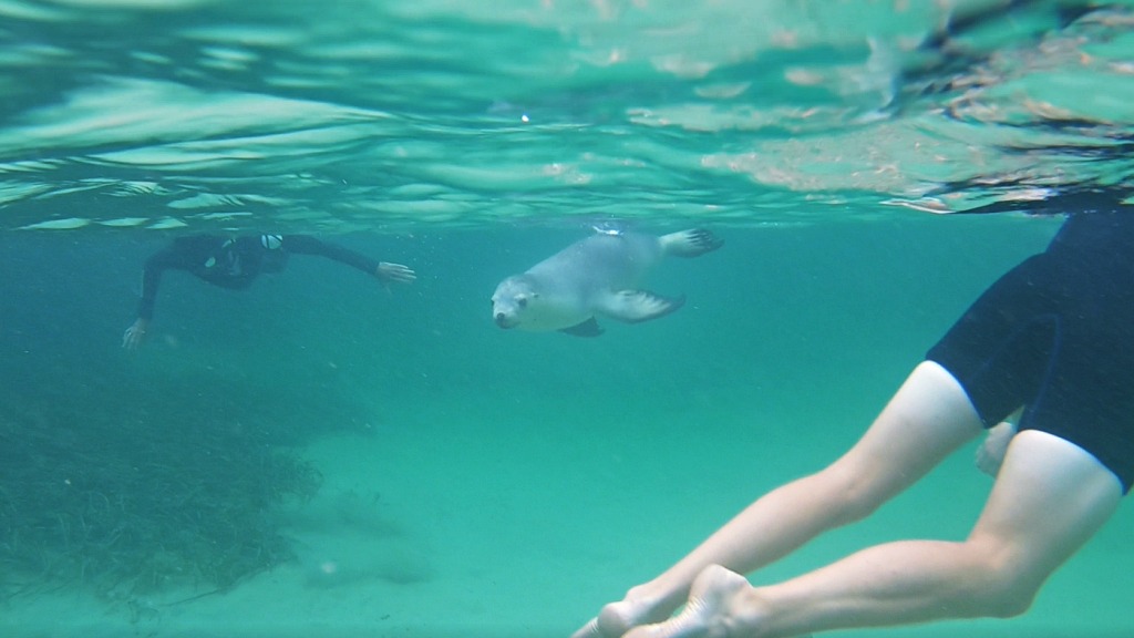 Swimming with Sealions at Baird Bay