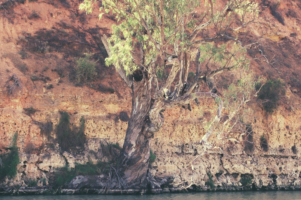 A redgum grows against the odds at the base of a cliff