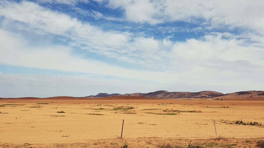 Below Hawker only onion weed growing Flinders Ranges