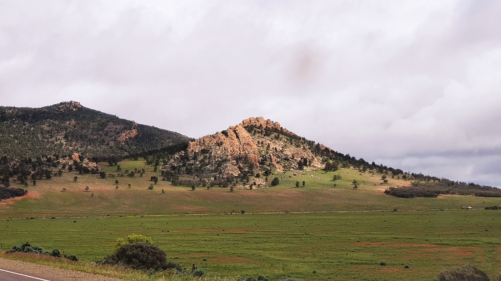 Below Hawker three weeks after rain Flinders Ranges