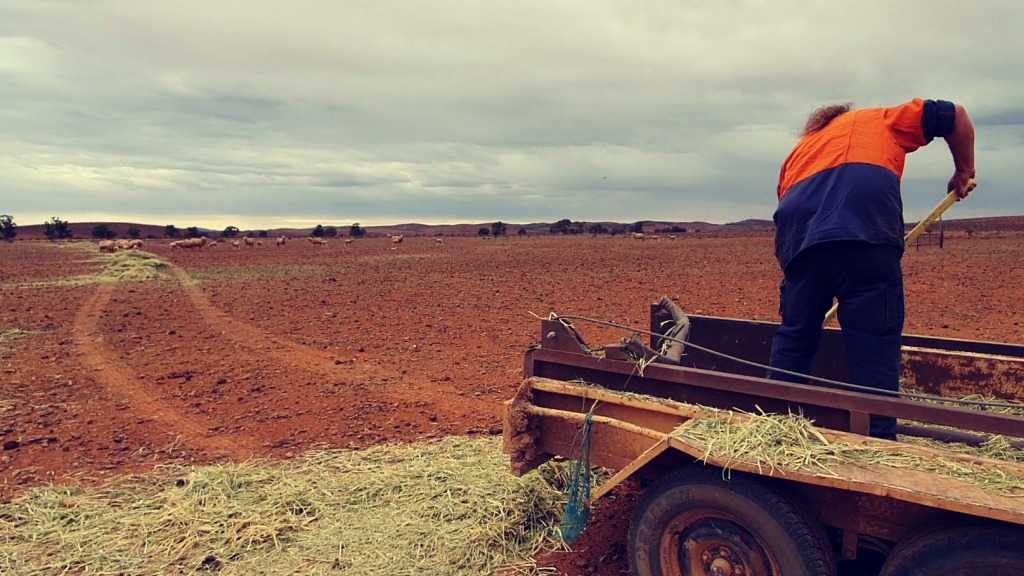 Feeding out hay for stock during drought years