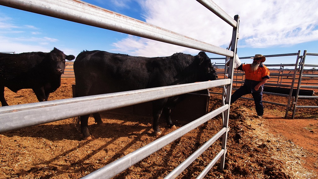 Feeding the bulls