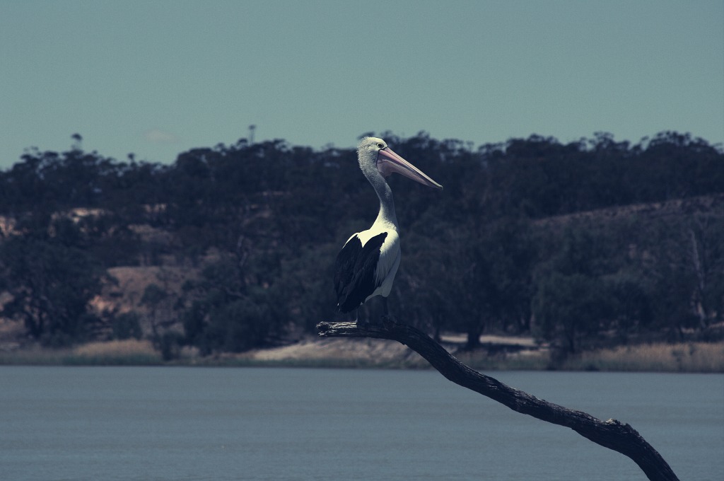 Pelicans are a popular sight on the Murray