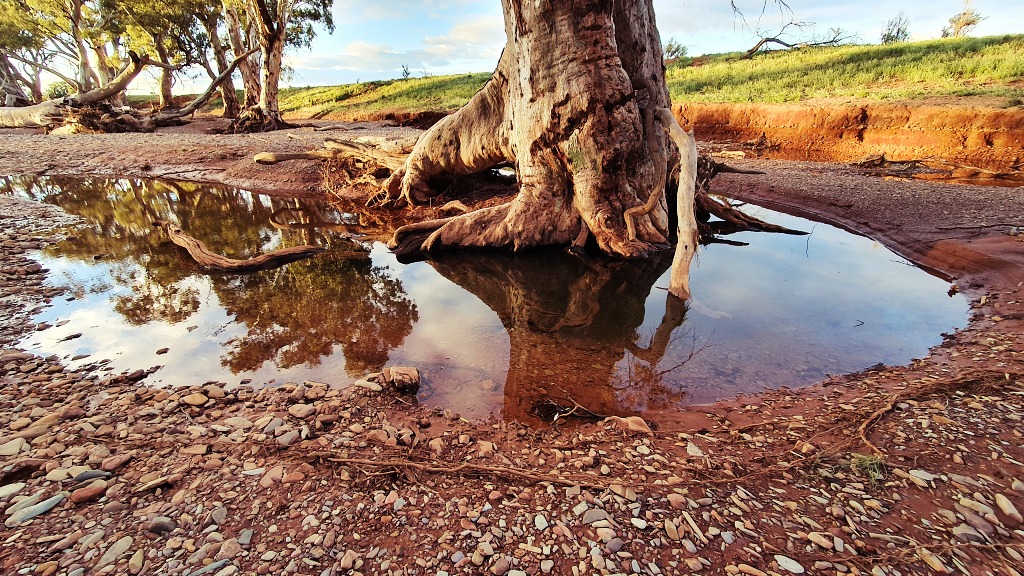 River redgums soaking up the moisture Flinders Ranges