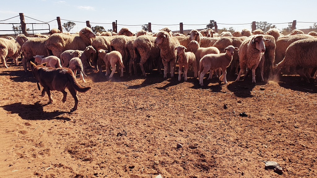 Sheep dog and sheep in the yards Flinders Ranges