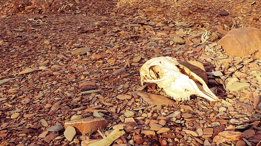 Sheep skull in the creek bed Flinders Ranges