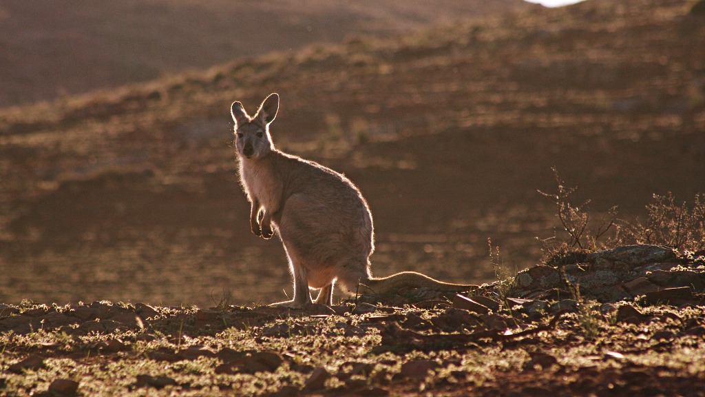 Wallaby on the range Flinders Ranges