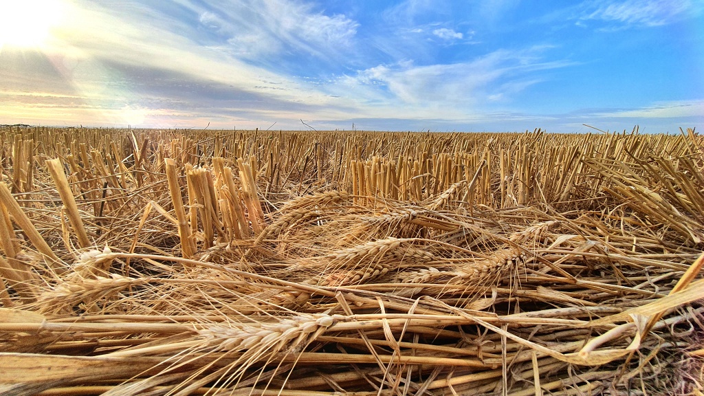 Stubble left after the wheat harvest